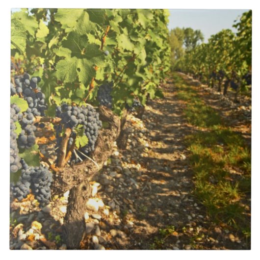 Cabernet Sauvignon wijnt in een rij op rij Tegeltje (Voorkant)