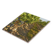 Cabernet Sauvignon wijnt in een rij op rij Tegeltje (Zijkant)