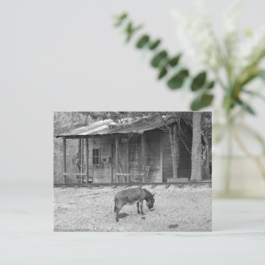 Cabine en Donkey in B&W-Briefkaart Briefkaart (Staand voorkant)