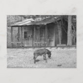 Cabine en Donkey in B&W-Briefkaart Briefkaart (Voorkant)