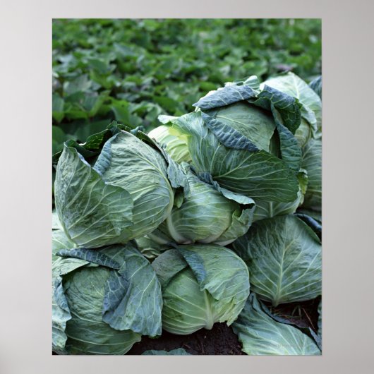 Cabine Poster (Voorkant)