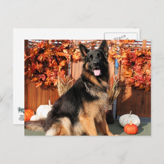 Cabo - German Shepherd Photo#1 Briefkaart (Voorkant / Achterkant)
