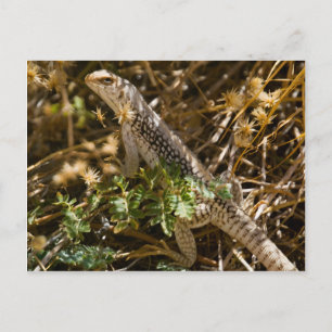 Cabo Lizzard 2 Briefkaart