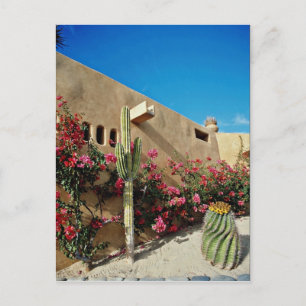 Cabo San Lucas, Baja, Mexicaanse bloemen Briefkaart