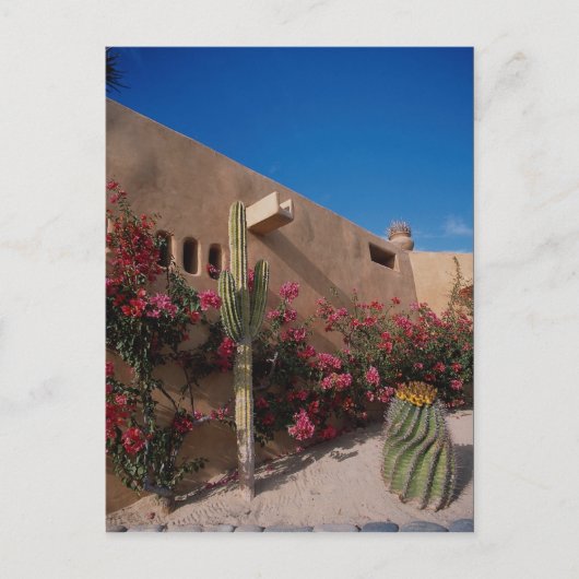 Cabo San Lucas, Baja, Mexico Briefkaart (Voorkant)