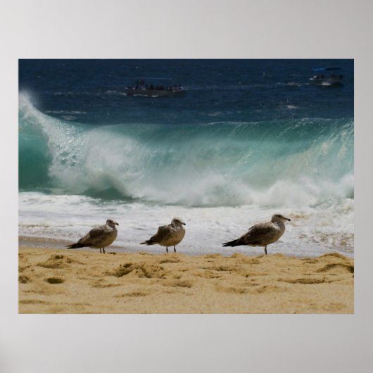 Cabo Seagull 2 Poster (Voorkant)