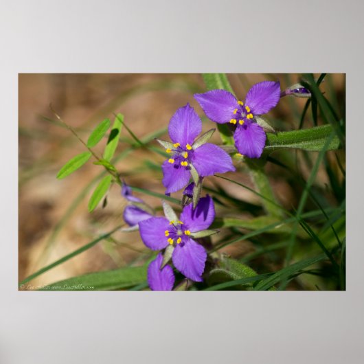 Cacade of Violet Hued Spiderwort Poster (Voorkant)