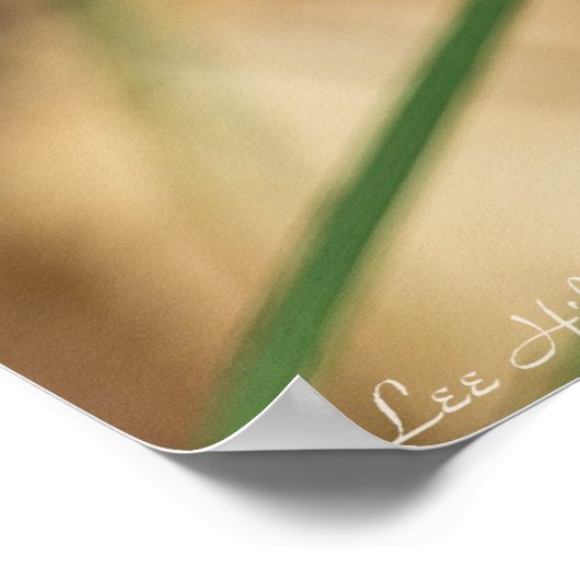 Cacade of Violet Hued Spiderwort Poster (Hoek)