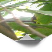 Cacao-boom Poster (Hoek)