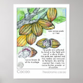 Cacao Cocoa Bean Chocolate Plant Kruid Poster (Voorkant)