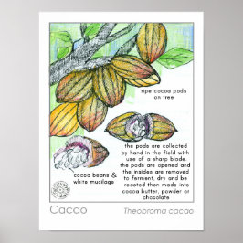 Cacao Cocoa Bean Chocolate Plant Kruid Poster