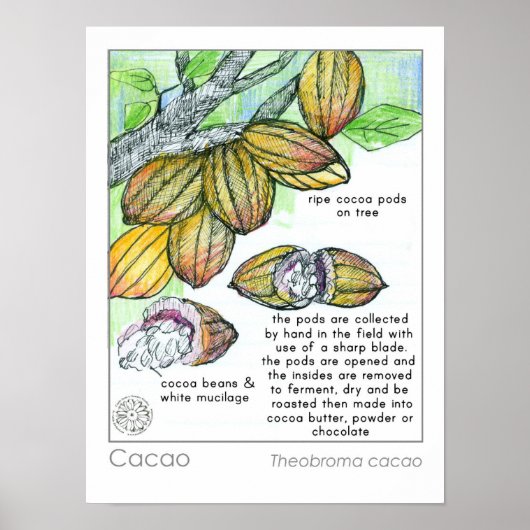 Cacao Cocoa Bean Chocolate Plant Kruid Poster (Voorkant)