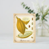 Cacao - illustratie briefkaart (Staand voorkant)