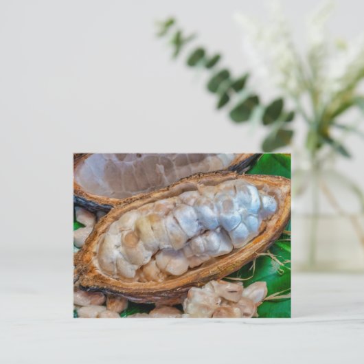 Cacao-peul  briefkaart (Staand voorkant)