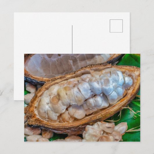 Cacao-peul  briefkaart (Voorkant / Achterkant)