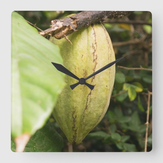cacao pod vierkante klok (Voorkant)