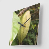 cacao pod vierkante klok (Hoek)