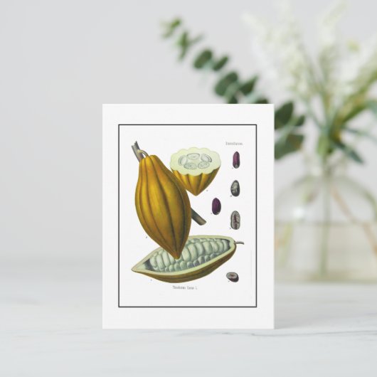 cacaobonen briefkaart (Staand voorkant)