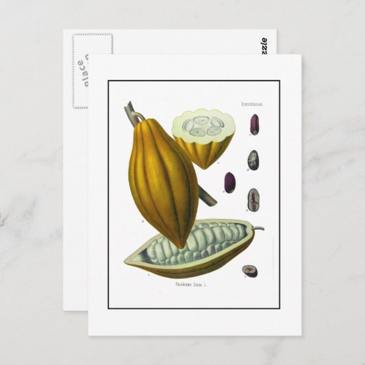  cacaobonen briefkaart (Voorkant / Achterkant)