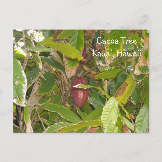 Cacaoboom Briefkaart (Voorkant)