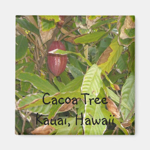 Cacaoboom in Hawaï Magneet