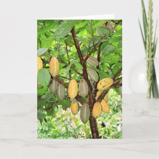 cacaoboom kaart (Voorkant)