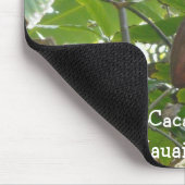 Cacaoboom, Kauai, Hawaï Muismat (Hoek)