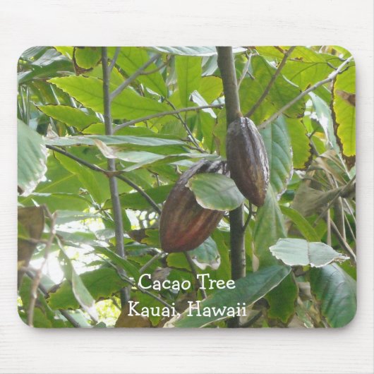 Cacaoboom, Kauai, Hawaï Muismat (Voorkant)