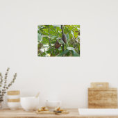 Cacaoboom Poster (Keuken)