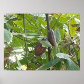 Cacaoboom Poster (Voorkant)