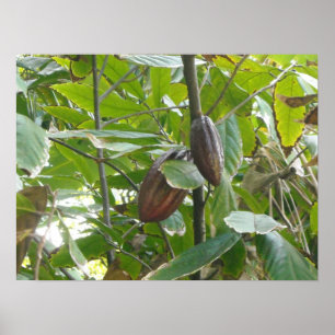 Cacaoboom Poster