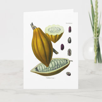 Cacaoboon  illustratiekaart kaart