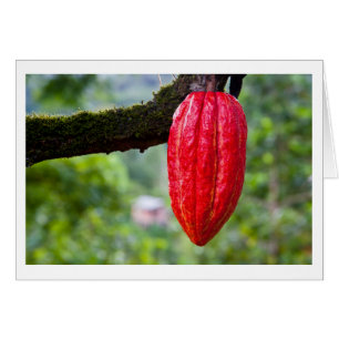 cacaodraden rood