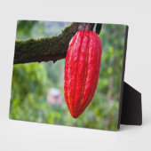 cacaodraden rood fotoplaat (Zijkant)