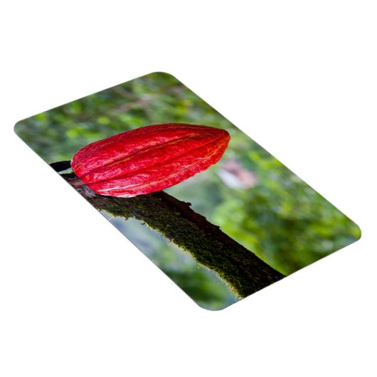 cacaodraden rood magneet (Rechterzijde)