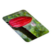 cacaodraden rood magneet (Rechterzijde)