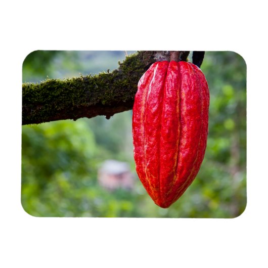 cacaodraden rood magneet (Horizontaal)