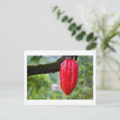 cacaopeul rood briefkaart (Staand voorkant)