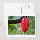 cacaopeul rood briefkaart (Voorkant / Achterkant)