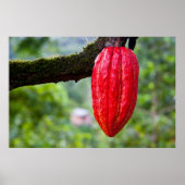 cacaopeul rood poster (Voorkant)