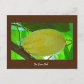 Cacaopod Briefkaart (Voorkant)