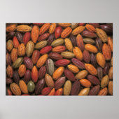 Cacaopulaten Poster (Voorkant)