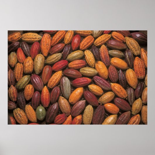 Cacaopulaten Poster (Voorkant)