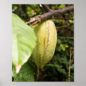 cacaovrucht poster (Voorkant)