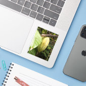 cacaovrucht sticker (Laptop met iPhone)