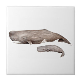 Cachalote, madre y cría tegeltje