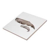 Cachalote, madre y cría tegeltje (Zijkant)