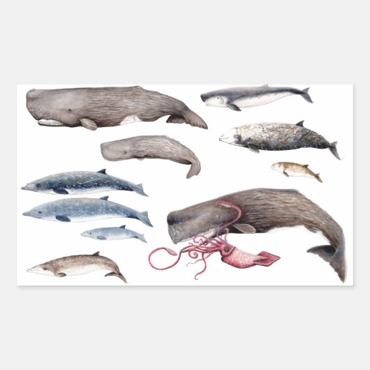 Cachalote y zifios: Ballenas de las profundidades Rechthoekige Sticker (Voorkant)