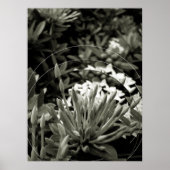 CAcho de Botões Poster (Voorkant)