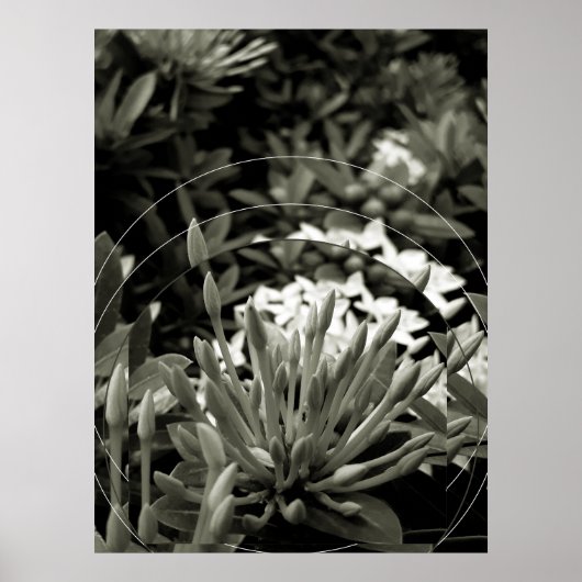 CAcho de Botões Poster (Voorkant)